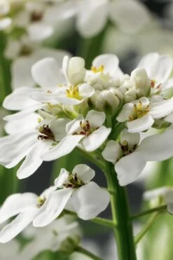 Tahoe Candytuft - Iberis Sempervirens - 10 Count Flat Of Quart Pots -Wilson Bros Gardens Plant Sales Store Candytuft Tahoe 1
