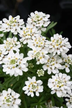 Tahoe Candytuft - Iberis Sempervirens - 10 Count Flat Of Quart Pots -Wilson Bros Gardens Plant Sales Store Candytuft Tahoe 2