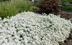 Tahoe Candytuft - Iberis Sempervirens - 10 Count Flat Of Quart Pots -Wilson Bros Gardens Plant Sales Store Candytuft Tahoe 3