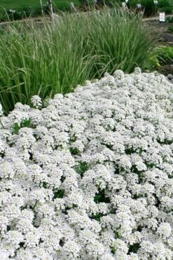 Tahoe Candytuft - Iberis Sempervirens - 10 Count Flat Of Quart Pots -Wilson Bros Gardens Plant Sales Store Candytuft Tahoe 5