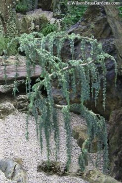 Serpentine Weeping Blue Atlas Cedar - 5 Gallon Pot -Wilson Bros Gardens Plant Sales Store Cedar Blue Atlas Serpentine 10