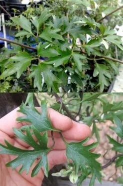 Avalanche Evergreen Clematis - 2 Gallon Pot 14 Avalanche Evergreen Clematis - 2 Gallon Pot -Wilson Bros Gardens Plant Sales Store Clematis Avalanche 15