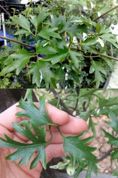 Avalanche Evergreen Clematis - 2 Gallon Pot 6 Avalanche Evergreen Clematis - 2 Gallon Pot - Image 6