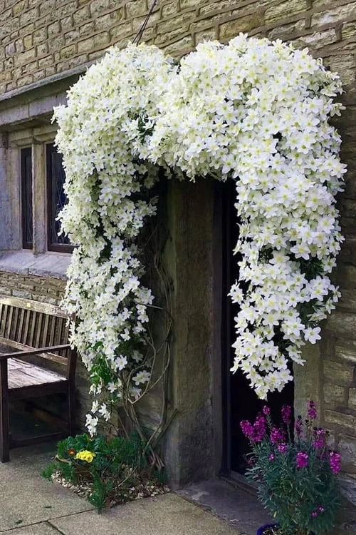 Avalanche Evergreen Clematis - 2 Gallon Pot 5 Avalanche Evergreen Clematis - 2 Gallon Pot - Image 5