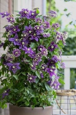 Taiga Clematis - 1 Gallon Pot -Wilson Bros Gardens Plant Sales Store Clematis Taiga 10 1