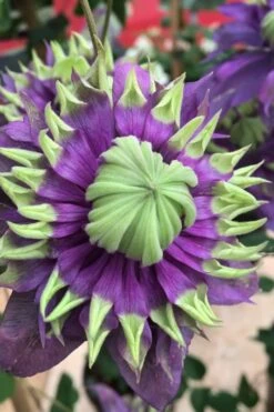 Taiga Clematis - 3 Gallon Pot 13 Taiga Clematis - 3 Gallon Pot -Wilson Bros Gardens Plant Sales Store Clematis Taiga 2