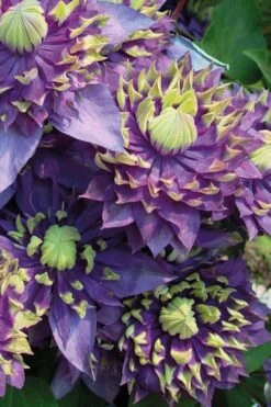 Taiga Clematis - 2 Gallon Pot -Wilson Bros Gardens Plant Sales Store Clematis Taiga 3 2