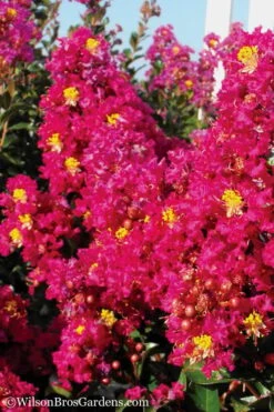 Berry Dazzle Dwarf Crape Myrtle - 2 Gallon Pot 9 Berry Dazzle Dwarf Crape Myrtle - 2 Gallon Pot -Wilson Bros Gardens Plant Sales Store Crape Myrtle Berry Dazzle 11