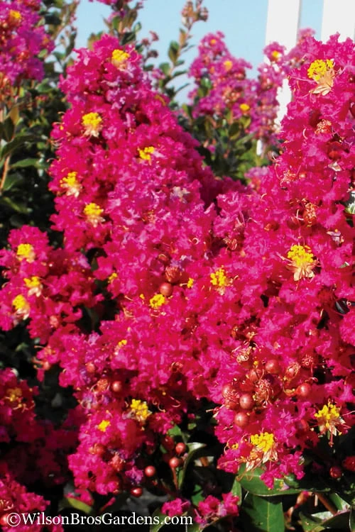 Berry Dazzle Dwarf Crape Myrtle - 2 Gallon Pot 4 Berry Dazzle Dwarf Crape Myrtle - 2 Gallon Pot - Image 4