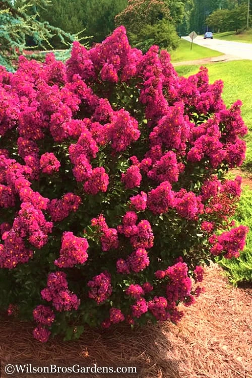 Berry Dazzle Dwarf Crape Myrtle - 2 Gallon Pot 5 Berry Dazzle Dwarf Crape Myrtle - 2 Gallon Pot - Image 5