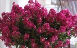 Berry Dazzle Dwarf Crape Myrtle (Single-Trunk Topiary) - 7 Gallon Pot -Wilson Bros Gardens Plant Sales Store Crape Myrtle Berry Dazzle 3 1