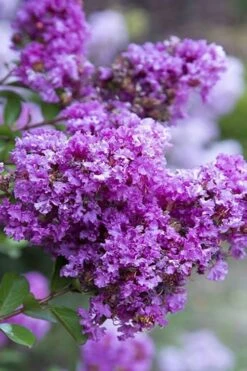New Release 3 Early Bird Purple Crape Myrtle - 2 Gallon Pot