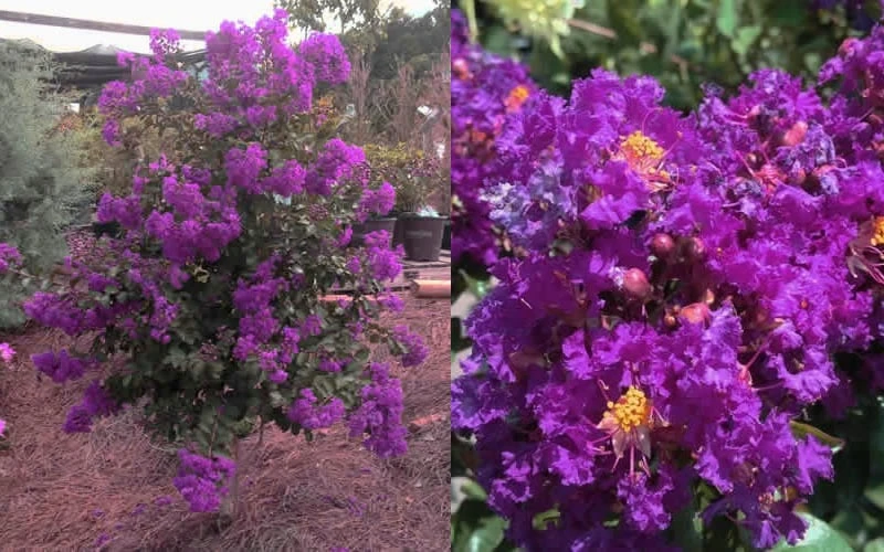Purple Magic Crape Myrtle Tree (Multi Trunk) - 7 Gallon Pot 5 Purple Magic Crape Myrtle Tree (Multi Trunk) - 7 Gallon Pot - Image 5