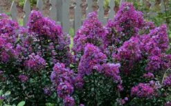 Purple Magic Crape Myrtle Tree (Multi Trunk) - 7 Gallon Pot 11 Purple Magic Crape Myrtle Tree (Multi Trunk) - 7 Gallon Pot -Wilson Bros Gardens Plant Sales Store Crape Myrtle Purple Magic 13
