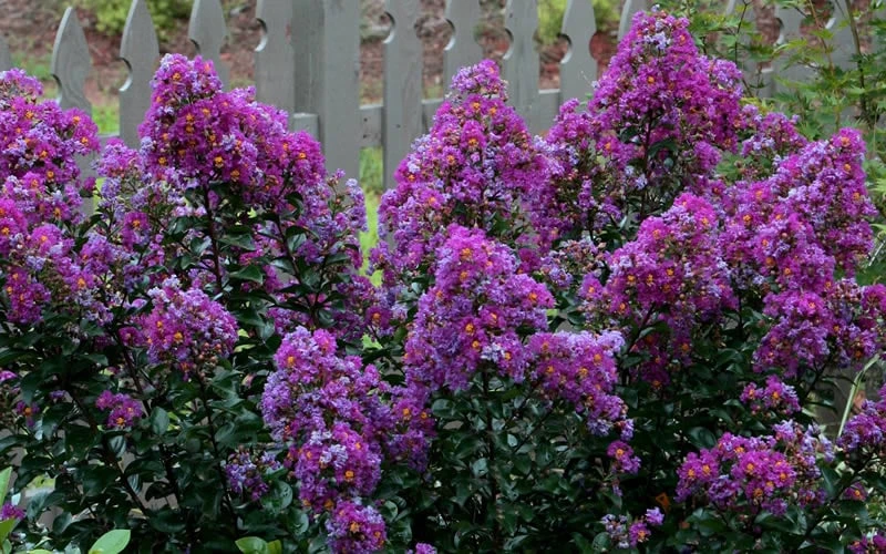 Purple Magic Crape Myrtle Tree (Multi Trunk) - 7 Gallon Pot 6 Purple Magic Crape Myrtle Tree (Multi Trunk) - 7 Gallon Pot - Image 6