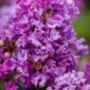 Purple Magic Crape Myrtle Tree (Multi Trunk) - 7 Gallon Pot