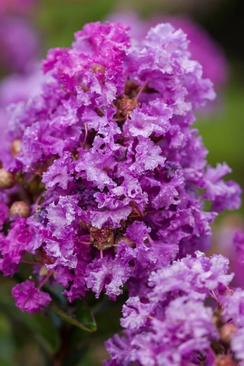 Purple Magic Crape Myrtle Tree (Multi Trunk) - 7 Gallon Pot 1 Purple Magic Crape Myrtle Tree (Multi Trunk) - 7 Gallon Pot