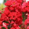 Ruffled Red Magic Crape Myrtle (Multi Trunk) - 7 Gallon Pot