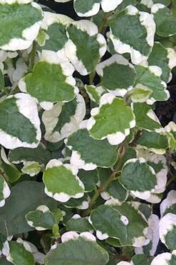 Variegated Creeping Fig - Ficus Pumila 'Variegata' - 6 Pack Of Pint Pots -Wilson Bros Gardens Plant Sales Store Creeping Fig Variegated Ficus Pumila Rev 500x750 1