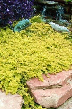 Golden Creeping Jenny (Lysimachia Nummularia 'Aurea') - 5 Pack Of Quart Pots -Wilson Bros Gardens Plant Sales Store Creeping Jenny 20