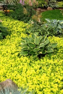 Golden Creeping Jenny - Lysimachia Nummularia Aurea - 10 Pack Of Pint Pots -Wilson Bros Gardens Plant Sales Store Creeping Jenny 21 1