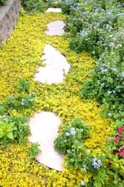 Golden Creeping Jenny - Lysimachia Nummularia Aurea - 10 Pack Of Pint Pots -Wilson Bros Gardens Plant Sales Store Creeping Jenny 25 1
