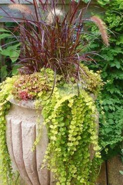 Golden Creeping Jenny (Lysimachia Nummularia 'Aurea') - 5 Pack Of Quart Pots -Wilson Bros Gardens Plant Sales Store Creeping Jenny 26