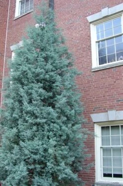 Blue Ice Arizona Cypress - 7 Gallon Pot (5-6') -Wilson Bros Gardens Plant Sales Store Cypress Blue Ice Rev 500x750 1