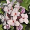 Eternal Fragrance Pink Summer Daphne - Daphne X Transatlantica 'BLAFRA' - 1 Gallon Pot
