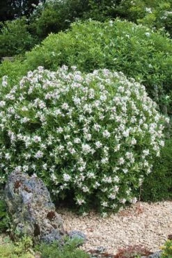 Eternal Fragrance Pink Summer Daphne - Daphne X Transatlantica 'BLAFRA' - 1 Gallon Pot -Wilson Bros Gardens Plant Sales Store Daphne Eternal Fragrance 5