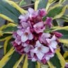 Maejima Variegated Pink Winter Daphne - 2 Gallon Pot
