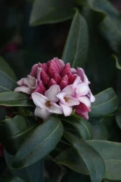 Zuiko Nishiki Winter Daphne Odora - 2 Gallon Pot 9 Zuiko Nishiki Winter Daphne Odora - 2 Gallon Pot -Wilson Bros Gardens Plant Sales Store Daphne Odora Zuiko Nishiki 6