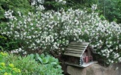 Summer Ice Daphne - 1 Gallon Pot -Wilson Bros Gardens Plant Sales Store Daphne Summer Ice 4