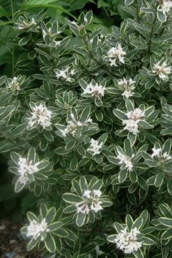 Summer Ice Daphne - 1 Gallon Pot -Wilson Bros Gardens Plant Sales Store Daphne Summer Ice 6