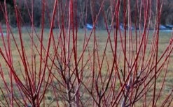 Variegated Dappled Willow Tree - Salix Integra 'Hakuro Nishiki' - 5 Gallon Pot -Wilson Bros Gardens Plant Sales Store Dappled Willow Tree Stems