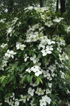 Empress Of China Dogwood - 3 Gallon Pot -Wilson Bros Gardens Plant Sales Store Dogwood Empress Of China 35