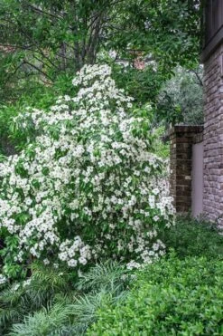 Empress Of China Dogwood - 3 Gallon Pot -Wilson Bros Gardens Plant Sales Store Dogwood Empress Of China 500x750 1