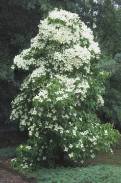 Empress Of China Dogwood - 5 Gallon Pot -Wilson Bros Gardens Plant Sales Store Dogwood Empress Of China 51 1