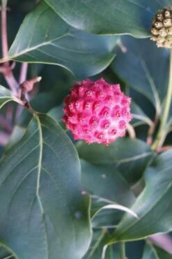 Empress Of China Dogwood - 5 Gallon Pot -Wilson Bros Gardens Plant Sales Store Dogwood Empress of China 31 1