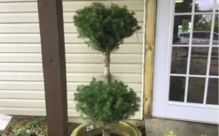 Poodle Tier Dwarf Alberta Spruce 3 Ball Topiary (3-Ball) - 3 Gallon Pot -Wilson Bros Gardens Plant Sales Store Dwarf Alberta Spruce Poodle Tier