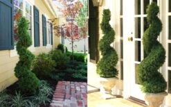 Spiral Dwarf Alberta Spruce Topiary - 7 Gallon Pot 7 Spiral Dwarf Alberta Spruce Topiary - 7 Gallon Pot -Wilson Bros Gardens Plant Sales Store Dwarf Alberta Spruce Spiral