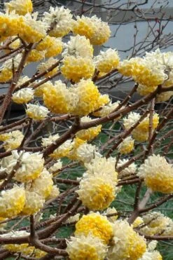 Winter Gold Edgeworthia Chrysantha - Paper Bush - 3 Gallon Pot -Wilson Bros Gardens Plant Sales Store Edgeworthia 4 500x700 1