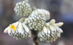 Winter Gold Edgeworthia Chrysantha - Paper Bush - 3 Gallon Pot -Wilson Bros Gardens Plant Sales Store Edgeworthia Flower Buds