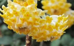 Winter Gold Edgeworthia Chrysantha - Paper Bush - 3 Gallon Pot -Wilson Bros Gardens Plant Sales Store Edgeworthia Paper Bush