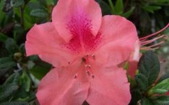 Autumn Coral Encore Azalea - 1 Gallon Pot -Wilson Bros Gardens Plant Sales Store Encore Azalea Autumn Coral