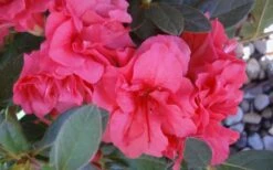 Autumn Rouge Encore Azalea - 1 Gallon Pot -Wilson Bros Gardens Plant Sales Store Encore Azalea Autumn Rouge 5
