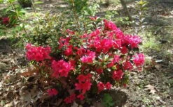 Autumn Ruby Encore Azalea - 1 Gallon Pot 9 Autumn Ruby Encore Azalea - 1 Gallon Pot -Wilson Bros Gardens Plant Sales Store Encore Azalea Autumn Ruby 5