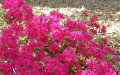 Autumn Sundance Encore Azalea - 3 Gallon Pot -Wilson Bros Gardens Plant Sales Store Encore Azalea Autumn Sundance 50