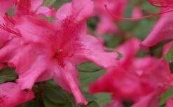 Autumn Sundance Encore Azalea - 3 Gallon Pot -Wilson Bros Gardens Plant Sales Store Encore Azalea Autumn Sundance 51