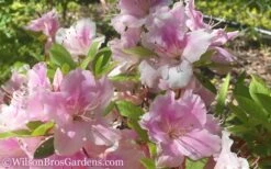Autumn Sweetheart Encore Azalea - 1 Gallon Pot -Wilson Bros Gardens Plant Sales Store Encore Azalea Autumn Sweetheart 51